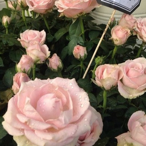 娇妻当我面被奸高潮的故事
